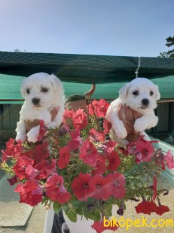 A Kalite Maltese Terrier Çok Sevimli Yavrularım 5