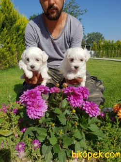 A Kalite Maltese Terrier Çok Sevimli Yavrularım 2