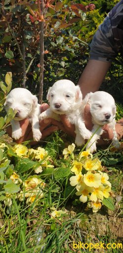 A Kalite Maltese Terrier Çok Sevimli Yavrularım 1