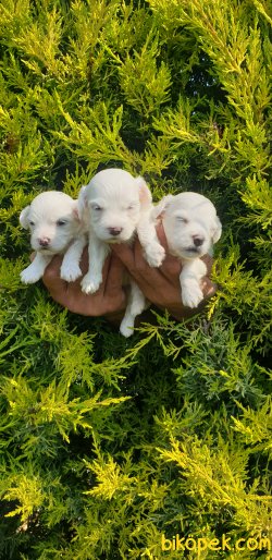 A Kalite Maltese Terrier Çok Sevimli Yavrularım 4