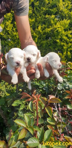 A Kalite Maltese Terrier Çok Sevimli Yavrularım 5
