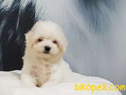 A Kalıte Maltese Terrier Yavruları 5