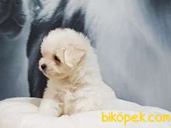 A Kalıte Maltese Terrier Yavruları 4