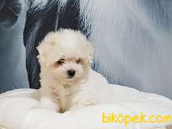 A Kalıte Maltese Terrier Yavruları 1