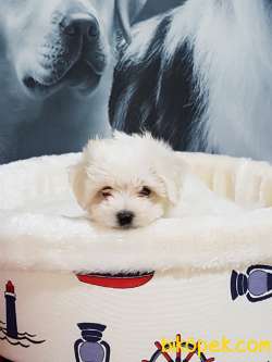 A Kalıte Maltese Terrier Yavruları 3