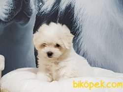 A Kalıte Maltese Terrier Yavruları 2
