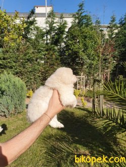 A Kalite Maltese Terrier Yavrularımız 2