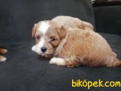 A Kalite MALTİPO YAVRULARI 3
