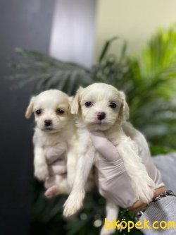 A Kalite Maltipoo Bebeklerimiz 3