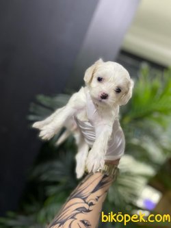 A Kalite Maltipoo Bebeklerimiz 2