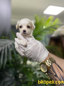 A Kalite Maltipoo Bebeklerimiz 1