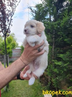 A Kalite Maltipoo Bebeklerimiz 1