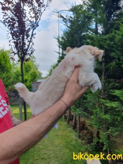 A Kalite Maltipoo Bebeklerimiz 3