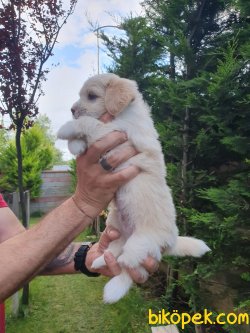 A Kalite Maltipoo Bebeklerimiz 2