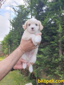 A Kalite Maltipoo Bebeklerimiz 3