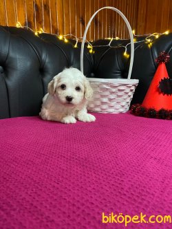 A KALİTE MALTİPOO YAVRULARIMİZ 5