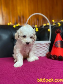 A KALİTE MALTİPOO YAVRULARIMİZ 3