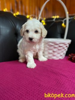 A KALİTE MALTİPOO YAVRULARIMİZ 1