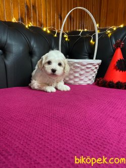 A KALİTE MALTİPOO YAVRULARIMİZ 2