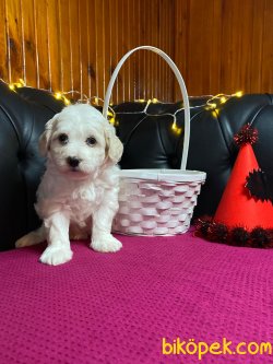 A KALİTE MALTİPOO YAVRULARIMİZ 4