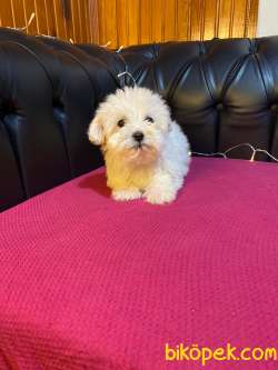 A KALİTE MALTİPOO YAVRULARIMİZ 1