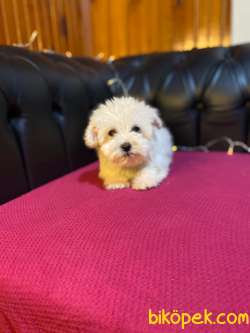 A KALİTE MALTİPOO YAVRULARIMİZ 2