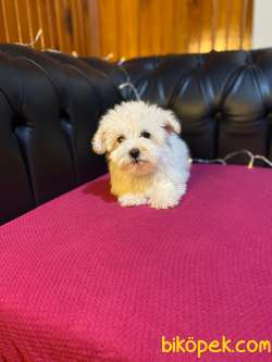 A KALİTE MALTİPOO YAVRULARIMİZ 3