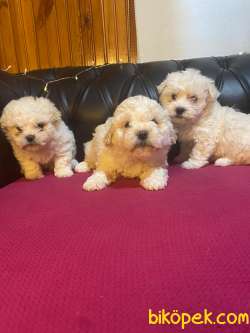 Mükemmel Malti̇poo Yavrular 3
