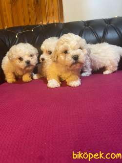 Mükemmel Malti̇poo Yavrular 5