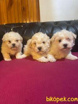 Mükemmel Malti̇poo Yavrular 1
