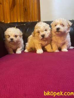 Mükemmel Malti̇poo Yavrular 2