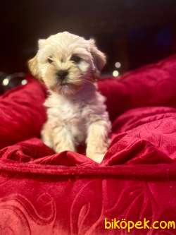 A KALİTE MALTİPOO YAVRULARIMİZ 5