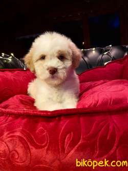 A KALİTE MALTİPOO YAVRULARIMİZ 2