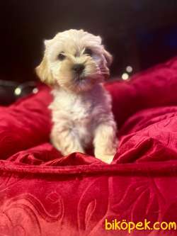 A KALİTE MALTİPOO YAVRULARIMİZ 3
