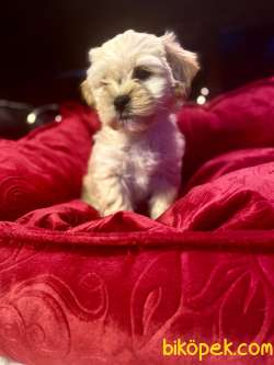 A KALİTE MALTİPOO YAVRULARIMİZ 4