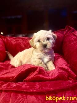 A KALİTE MALTİPOO YAVRULARIMİZ 1