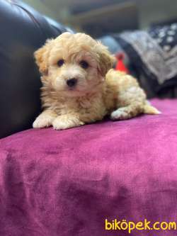 A KALİTE MALTİPOO YAVRULARIMİZ 2