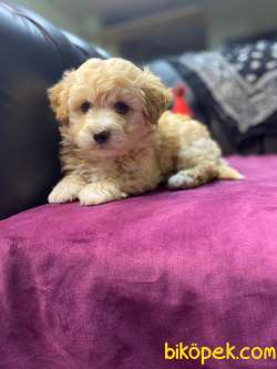 A KALİTE MALTİPOO YAVRULARIMİZ 5