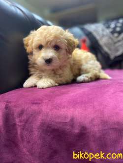 A KALİTE MALTİPOO YAVRULARIMİZ 3