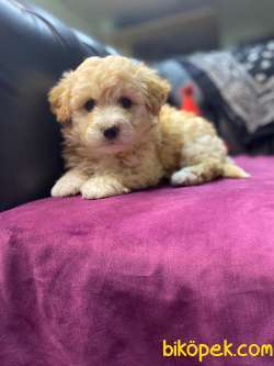 A KALİTE MALTİPOO YAVRULARIMİZ 4