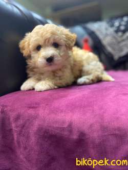 A KALİTE MALTİPOO YAVRULARIMİZ 1