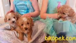 A KALİTE MALTİPOO YAVRULARIMIZ 2