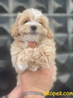 A KALİTE MALTİPOO YAVRULARIMIZ 1