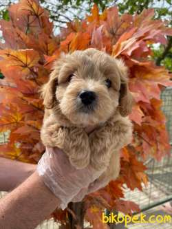 A KALİTE MALTİPOO YAVRULARIMIZ 2