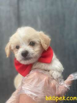 A KALİTE MALTİPOO YAVRULARIMIZ 3