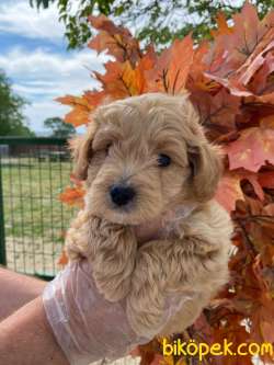 A KALİTE MALTİPOO YAVRULARIMIZ GELMİŞTİRR.- 3