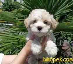A Kalite MALTİPOO Yavrularımız Sizlerle 3
