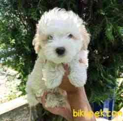 A Kalite MALTİPOO Yavrularımız Sizlerle 4
