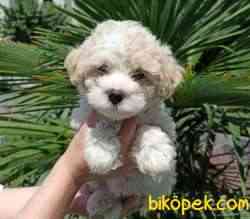 A Kalite MALTİPOO Yavrularımız Sizlerle 2