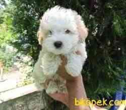 A Kalite MALTİPOO Yavrularımız Sizlerle 5